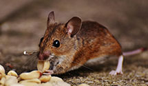 24 Hour & Emergency Exterminators in Ardmore, OK